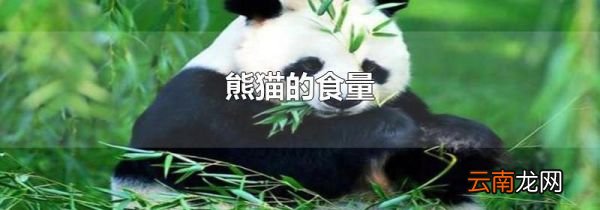 熊猫的食量