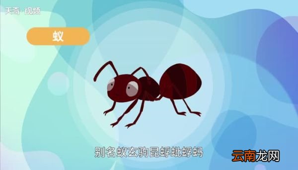 蚂蚁的意思 蚂蚁的意思是什么