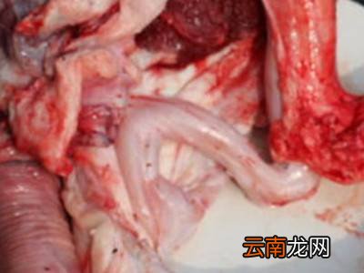 牛鞭上的牛油怎么处理