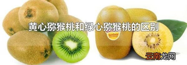黄心猕猴桃和绿心猕猴桃的区别