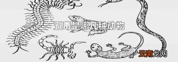 五毒是哪几种动物