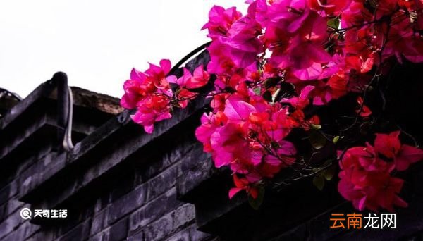 游园不值这首诗抓住了什么和什么两处景物来表现春天 游园不值诗的题目的意思