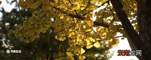 秋兴八首 其一译文 秋兴八首 其一翻译