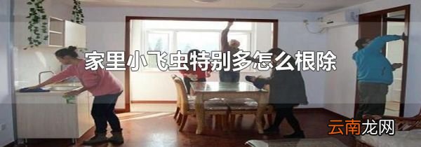 家里小飞虫特别多怎么根除