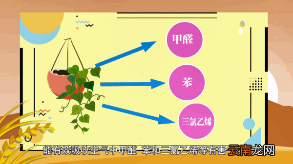 绿萝的花语 绿萝的花语是什么