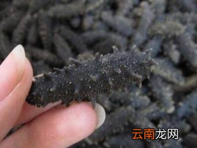 半干海参怎么保存