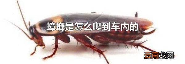 蟑螂是怎么爬到车内的