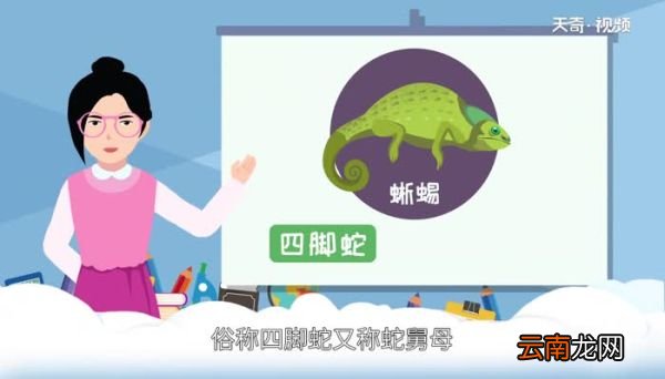 蜥蜴有毒吗 哪种蜥蜴有毒
