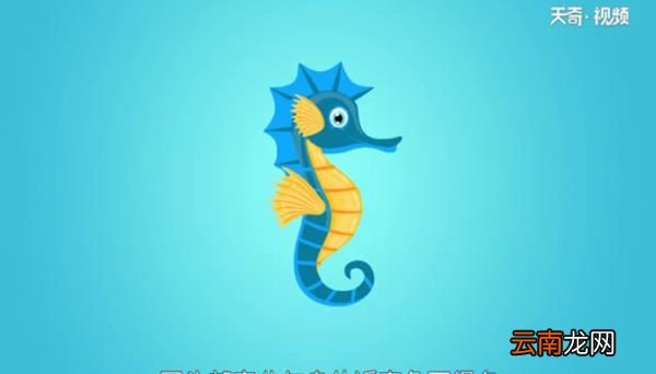海马是鱼吗 海马属于鱼类吗