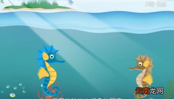 海马是鱼吗 海马属于鱼类吗
