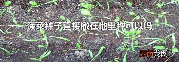 菠菜种子直接撒在地里种可以吗