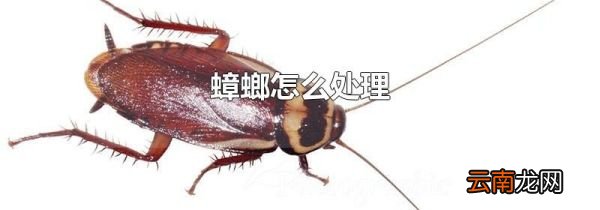 蟑螂怎么处理