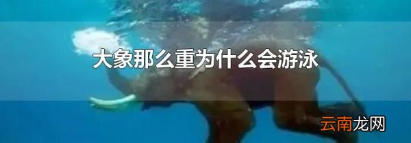 大象那么重为什么会游泳