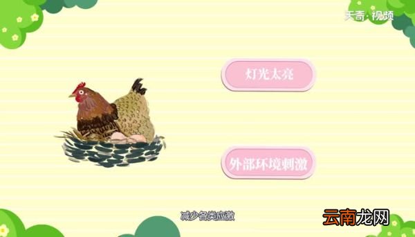 鸡为什么吃自己下的蛋 鸡为何吃自己下的蛋