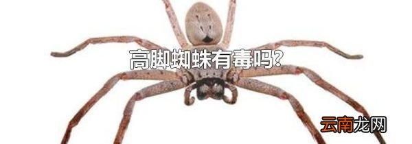 高脚蜘蛛有毒吗?