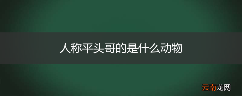 人称平头哥的是什么动物