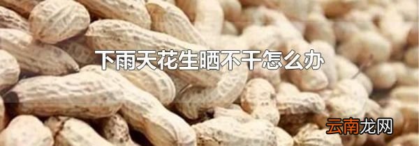 下雨天花生晒不干怎么办