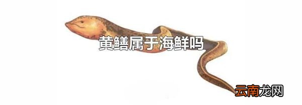 黄鳝属于海鲜吗