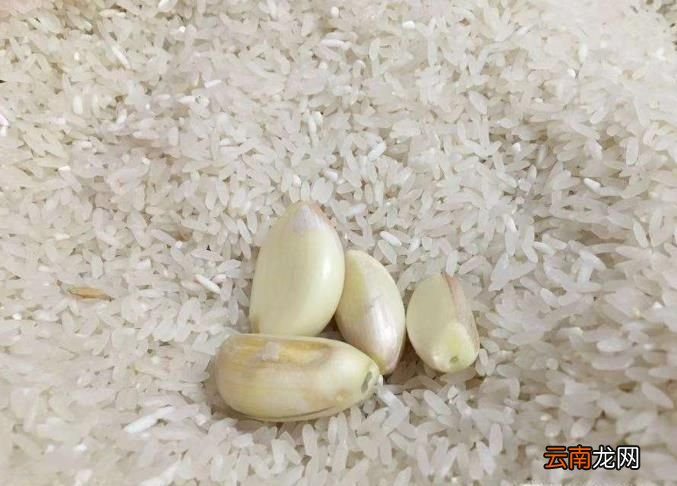 大米生虫了怎么办？