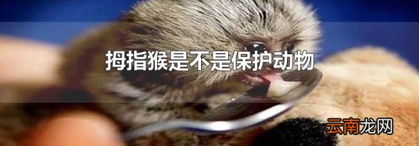 拇指猴是不是保护动物