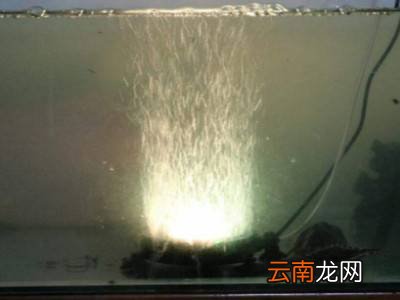 波士顿龙虾活的怎么保存