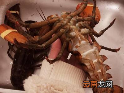 波士顿龙虾活的怎么保存