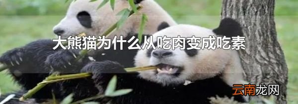 大熊猫为什么从吃肉变成吃素
