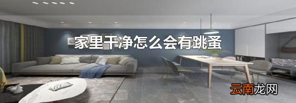 家里干净怎么会有跳蚤
