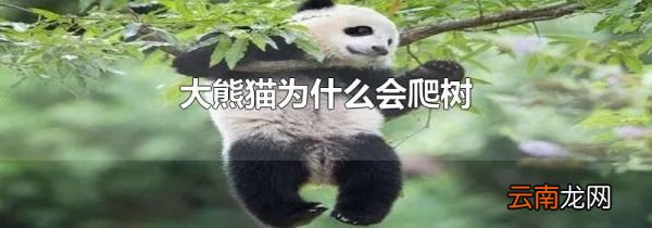 大熊猫为什么会爬树