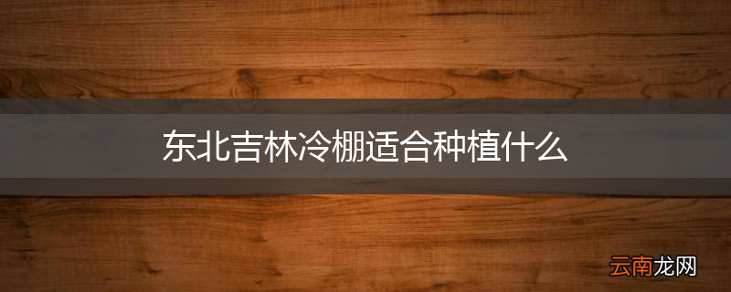 东北吉林冷棚适合种植什么
