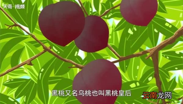 黑桃的作用和用途是什么 黑桃的作用和用途有哪些