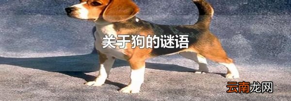 关于狗的谜语