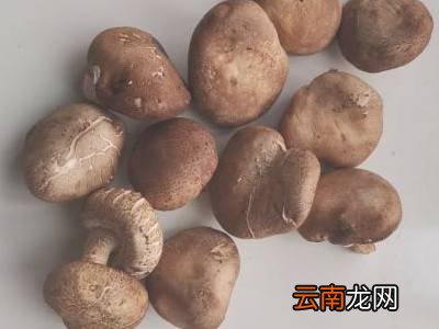 香菇怎么存放