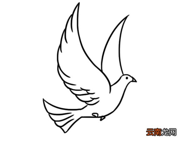 白鸽简笔画三步完成 白鸽简笔画画法