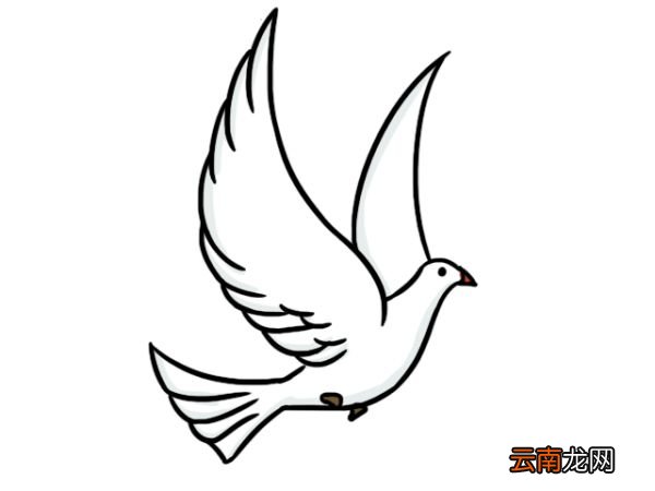 白鸽简笔画三步完成 白鸽简笔画画法