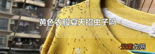 黄色衣服夏天招虫子吗
