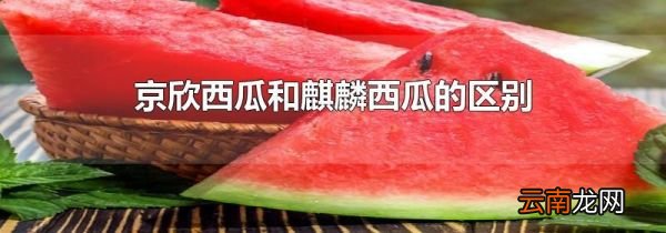 京欣西瓜和麒麟西瓜的区别