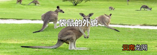 袋鼠的外貌