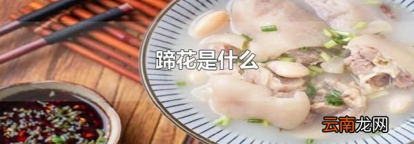 蹄花是什么