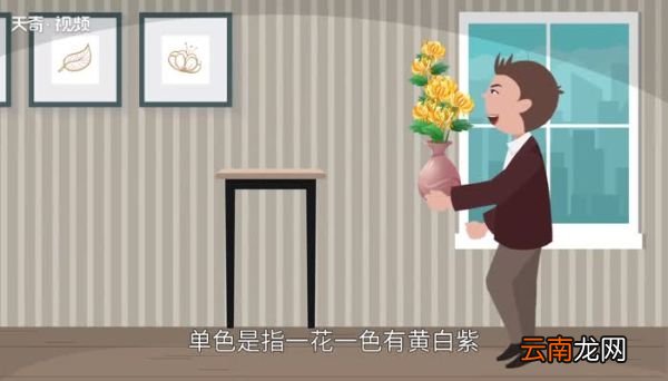菊花的颜色 菊花有哪些颜色