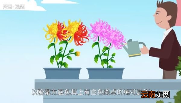 菊花的颜色 菊花有哪些颜色