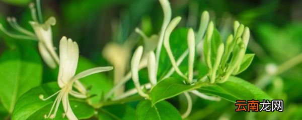 金银花泡水喝的功效 金银花泡水喝有什么功效