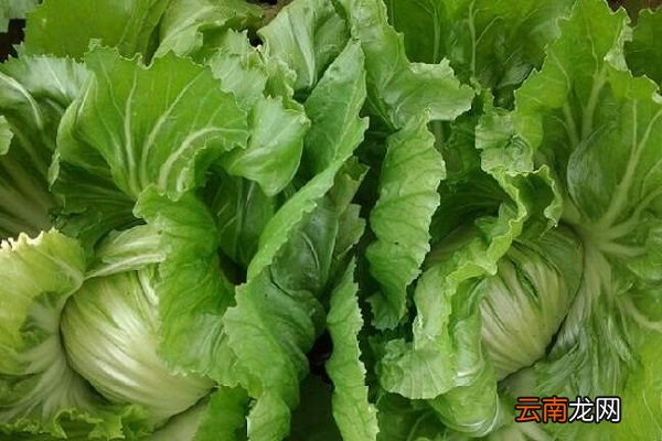 苦芥菜的功效与作用 苦芥菜的食用禁忌