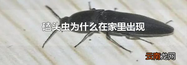 磕头虫为什么在家里出现