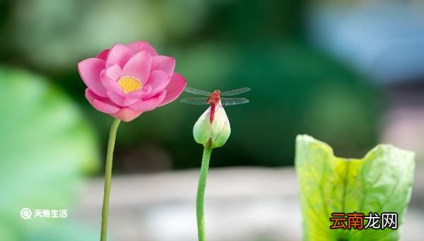 夏日荷塘美丽景色的诗句 描写夏天荷塘美丽景色的诗句