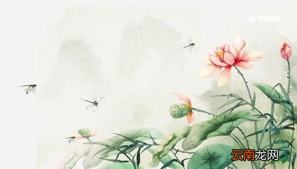 夏日荷塘美丽景色的诗句 描写夏天荷塘美丽景色的诗句