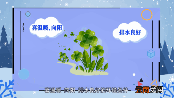 四叶草花语 四叶草花语是什么