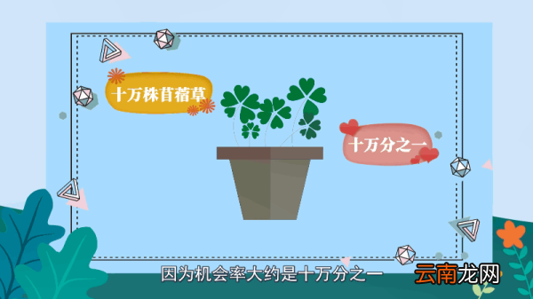 四叶草花语 四叶草花语是什么