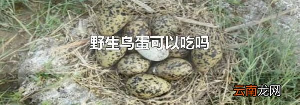 野生鸟蛋可以吃吗