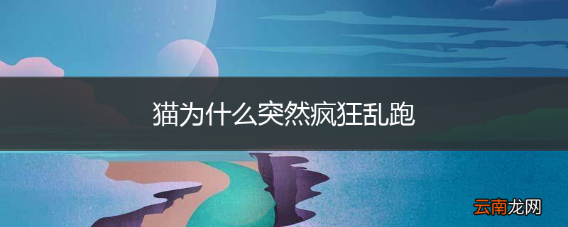 猫为什么突然疯狂乱跑